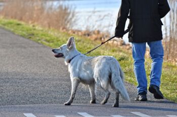 Allgemeiner Hundeverein Kiebitzberg e.V. Waren (Müritz)