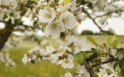 Apfelblüte in MV