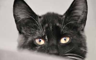 Futterspende Tiere