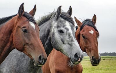 Wolfsangriff Landgestüt Redefin Reitsportanlage Ludwigslust-Parchim