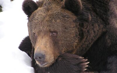 Winterführung Bärenwald Stuer