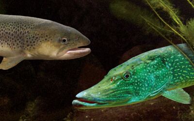 Veranstaltungen Müritzeum