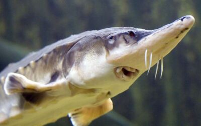 Veranstaltungen Waren (Müritz)