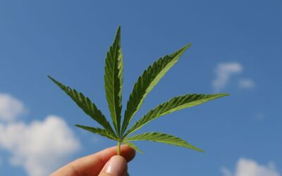 Legalisierung von Cannabis