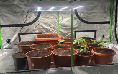 Drogenfund Polizei Neubrandenburg