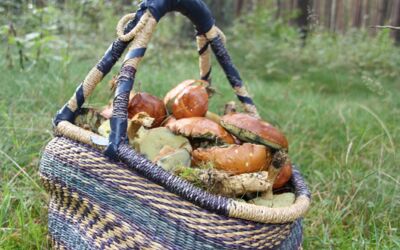 Pilze in Mecklenburg sammeln