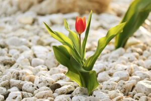 Stadtvertreter Toralf Schnur (FDP)