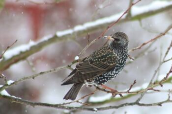 Wintervogelzählung vom 10. bis 12. Januar 2025