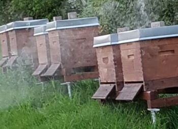 Bienenkästen gestohlen