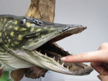 Veranstaltung Waren (Müritz)