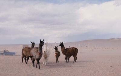 Alten Kachelofenfabrik Neustrelitz