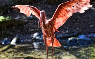 Rostocker Zoo wird barrierefreier