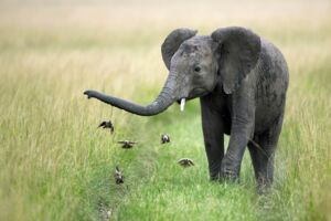 Freikarten Norddeutschen Naturfototage