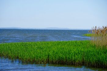 Fischsterben Oder und Peene