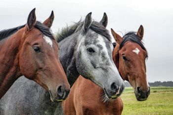 Wolfsangriff Landgestüt Redefin Reitsportanlage Ludwigslust-Parchim