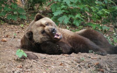 Bärenwald Müritz Stuer