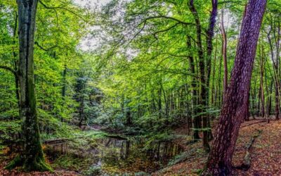 Junior Ranger Camp im Müritz-Nationalpark