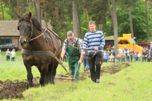 Kaltbluttreffen in Alt Schwerin Agroneum