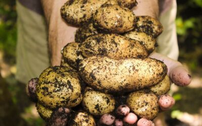 Programm zum Kartoffelfest inm Agroneum