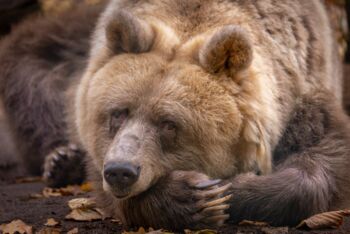Bären im BÄRENWALD Müritz