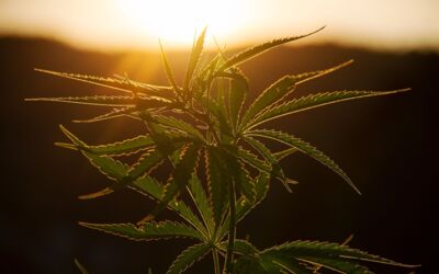 Welt-Cannabis-Tag