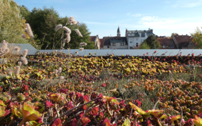 „Lebensraum grünes Dach“ NaturErlebnisZentrum Waren (Müritz)