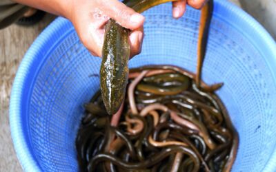 Aal angeln Mecklenburg-Vorpommern