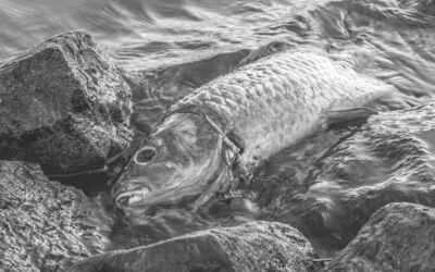 Staatliche Amt für Landwirtschaft und Umwelt Vorpommern