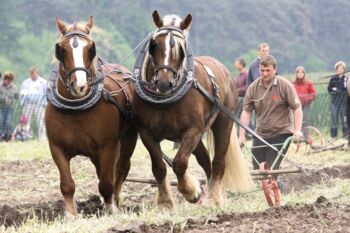 Kaltbluttreffen Peter Tendler