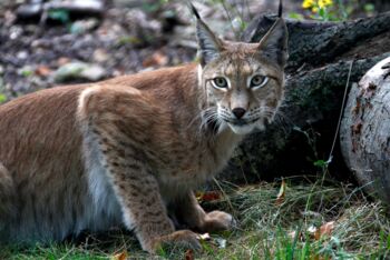 Fotograf Roland Marske im Bürgersaal Waren (Müritz)
