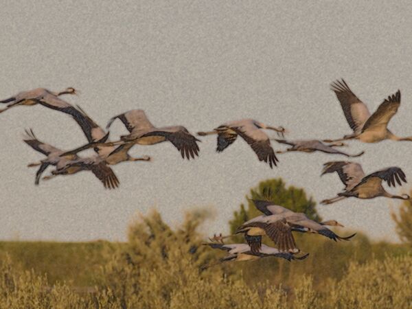 Zeichung Kraniche Mecklenburg