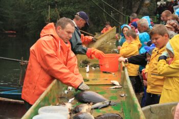 Müritz Fischtage der Müritzfischer in diesem Jahr als kleinere Veranstaltung