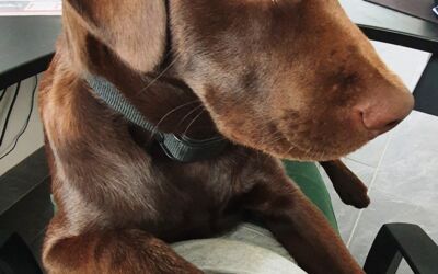 Hund in Sarow bei Demmin gestohlen