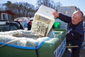 Müritzfischer besetzen Glasaale