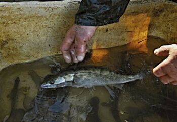 Fischerei, Aquakultur und Fischwirtschaft in Mecklenburg-Vorpommern