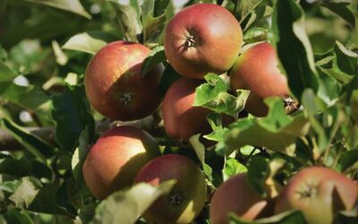 Broschüre "Zukunftsbäume für den privaten Garten"