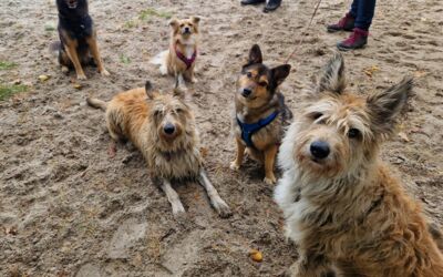 Hundecamp Campingplatz „Bolter Ufer“ Müritz