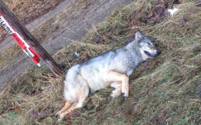 Luftbild Waren (Müritz)