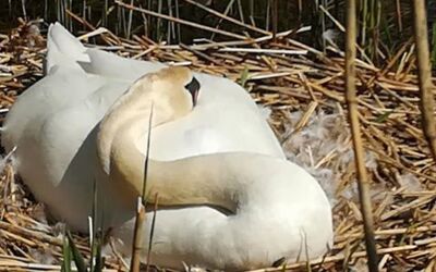 Brutzeit am Herrensee