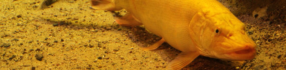 Müritzeum goldener Hecht