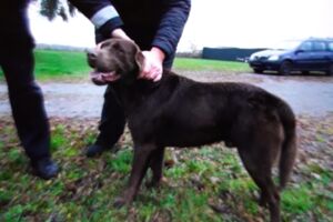 Hund vermisster Angler Demmin