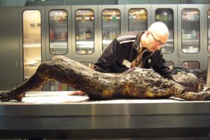 Mark Benecke Bakterien, Gerüche und Leichen