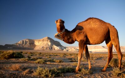 Veranstaltung Bürgersaal Waren (Müritz)