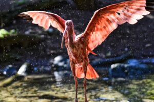 Rostocker Zoo wird barrierefreier