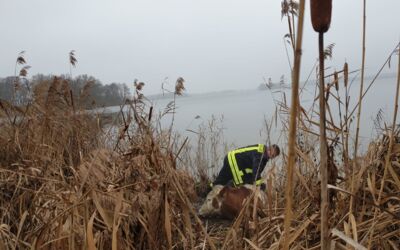Kuh "Hanna" steckt in der Müritz fest