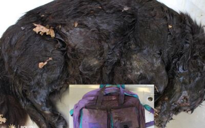 Polizei Neubrandenburg