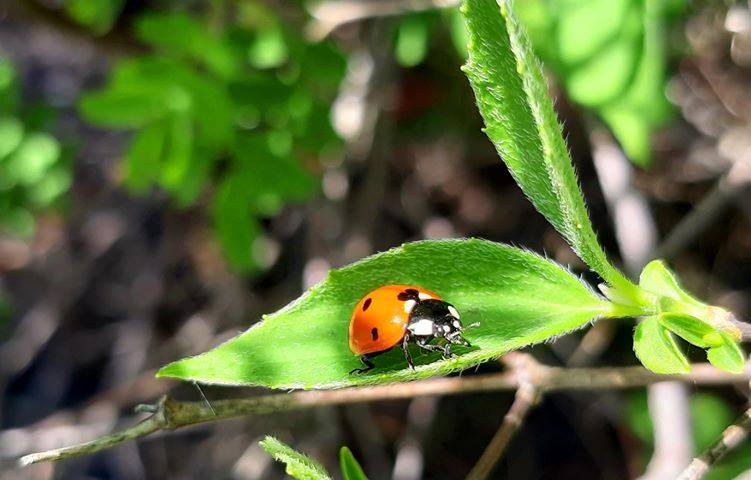 Marienkäfer Naturfoto