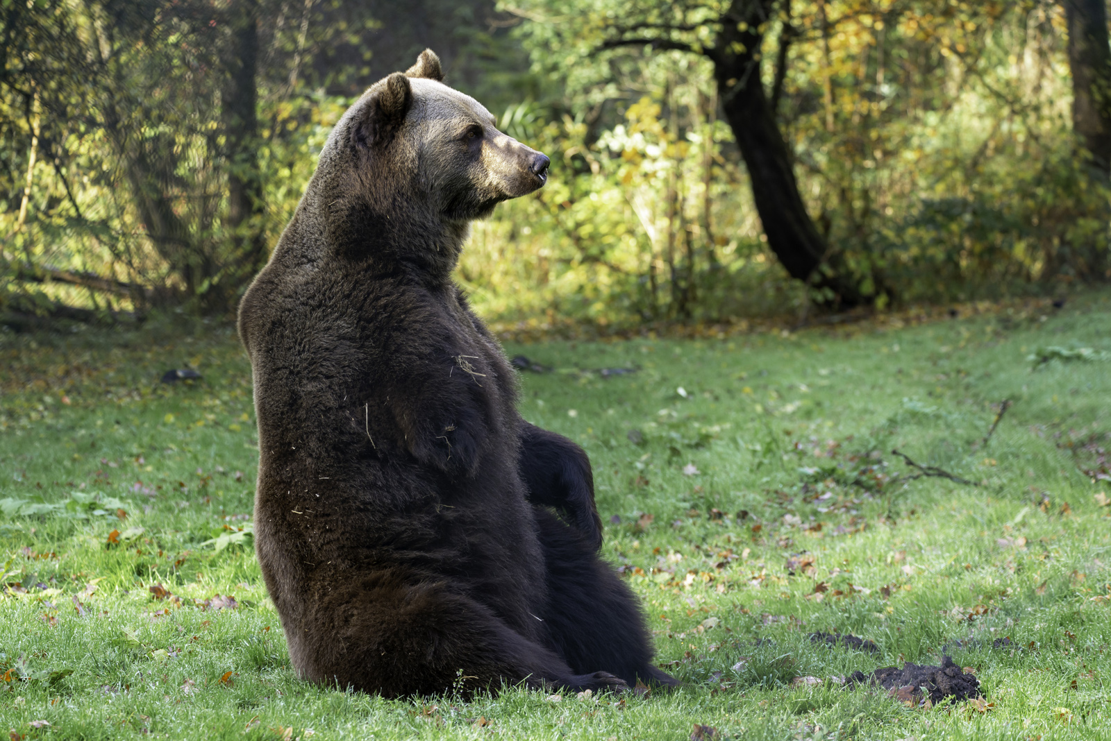 Braunbär Michal Bärenwald Stuer