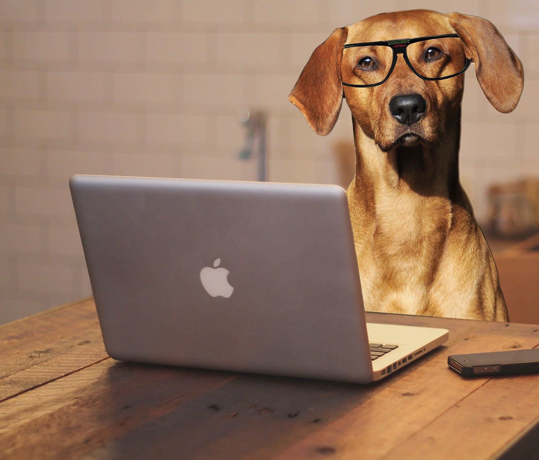 „Nimm-deinen-Hund-mit-zur-Arbeit-Tag“