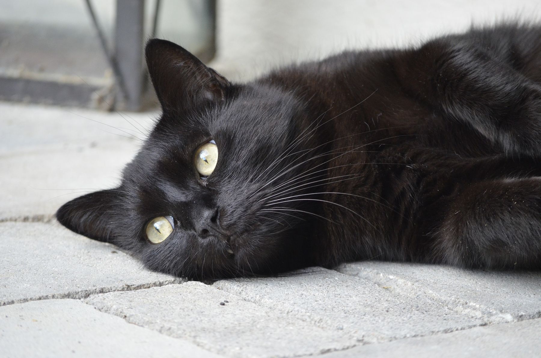 schwarze Katze